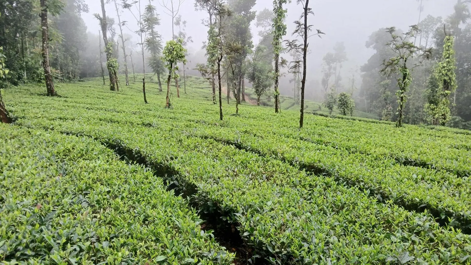 Vagamon Hill Palace Resort Three Bedroom Villa